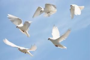 видеть во сне белых голубей 