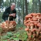когда собираешь грибы