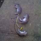 мёртвая крыса