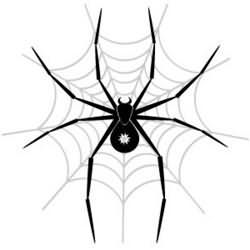 большой паук сонник