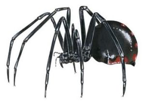 сонник паук черный большой