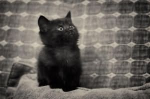 к чему снится черный котенок