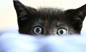 видеть во сне черного котенка