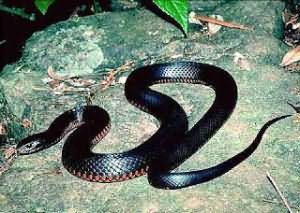 к чему снятся черные змеи