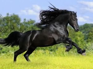 к чему снится черная лошадь