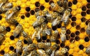 К чему снились пчелы