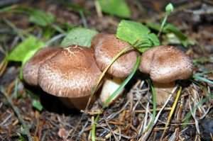 К чему снится собирать грибы в лесу
