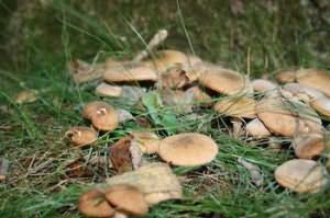 Сон соирать грибы в лесу