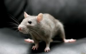 Сонник Убить крысу, к чему снится убить крысу во сне  