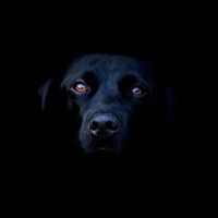 к чему снятся черные собаки