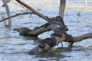 к чему снится много змей в воде