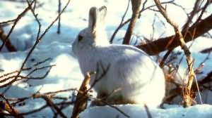 к чему снятся зайцы и кролики