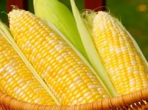 к чему снится кукуруза