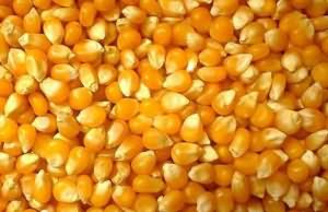 к чему снится кукуруза зерна