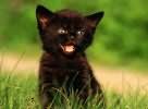 чёрный котёнок