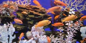 сонник аквариум с рыбками