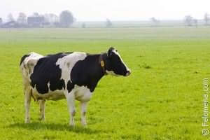 Корова с теленком по соннику