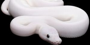 белая змея во сне