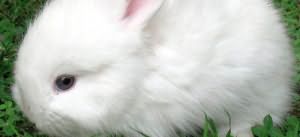 к чему снится маленький белый кролик