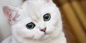 сонник белый кот