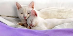 к чему снится белый кот