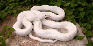 сонник большая белая змея