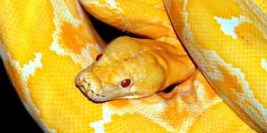 большая желтая змея во сне