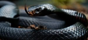 сонник черная змея