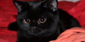 к чему снится черный кот во сне