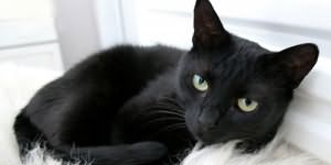 сонник черный кот