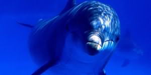 сонник дельфин