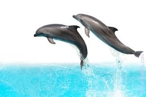 Дельфины в воде по соннику