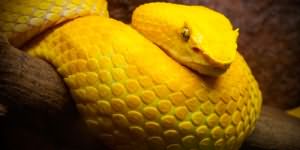 к чему снится желтая змея