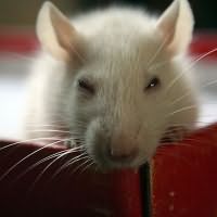 к чему снится белая мышь