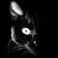 к чему снится черная кошка