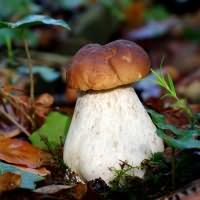 к чему снятся белые грибы