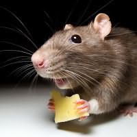 к чему снятся мыши