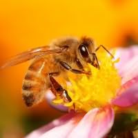 к чему снятся пчелы кусают