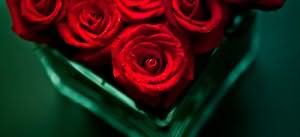 красные розы в вазе