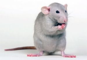 К чему снятся крысы