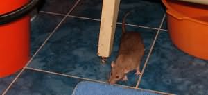 сонник крысы в доме