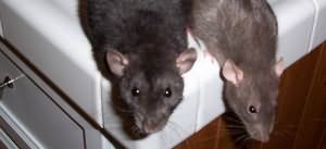 к чему снятся крысы в доме