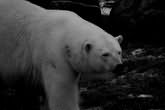 Сонник Белые медведи, к чему снятся белые медведи во сне