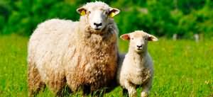 к чему снится овца