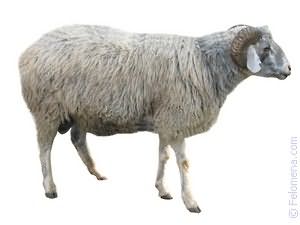 Сонник Овца