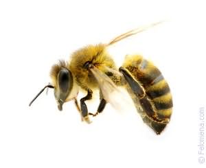 Сонник Пчела