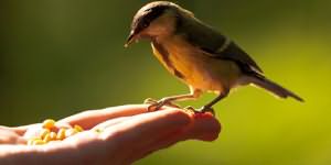 птица ест с рук