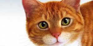 сонник рыжий кот