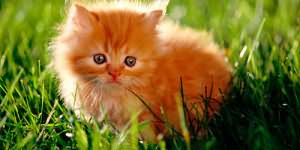 сонник рыжий котенок