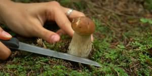 к чему снится собирать белые грибы